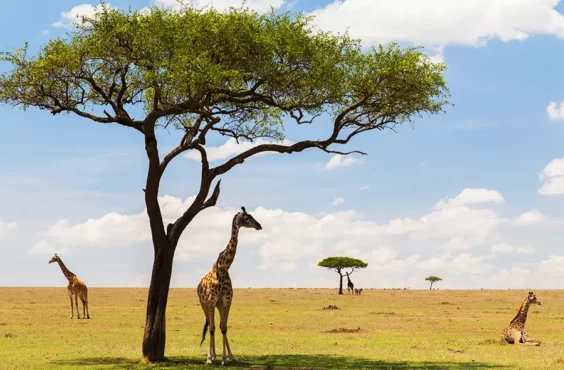 Masai Mara, Kenia
