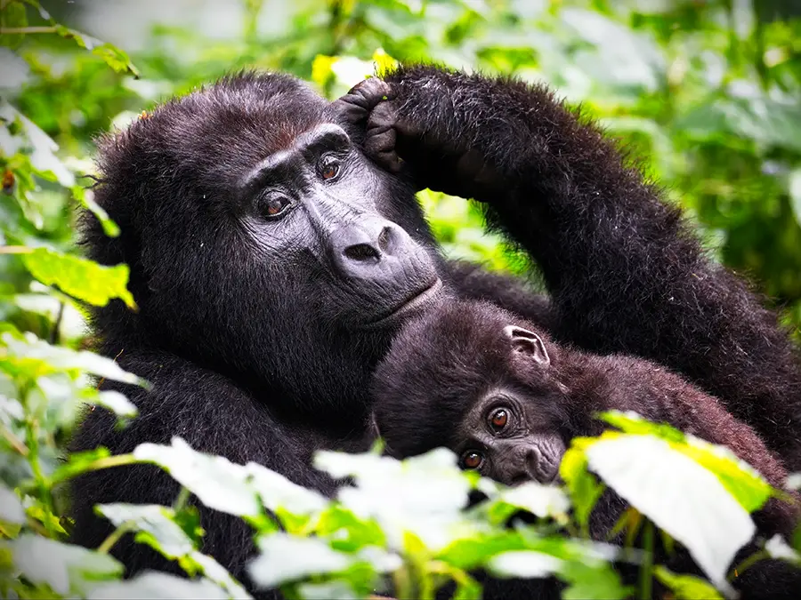 UGANDA: LOS GRANDES PRIMATES